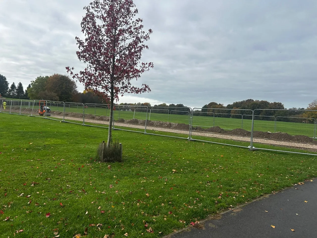 Grass park at Charlton with a young red-leaved tree in the foreground, temporary metal fencing and fresh earthworks behind it, and a small digger on the far side