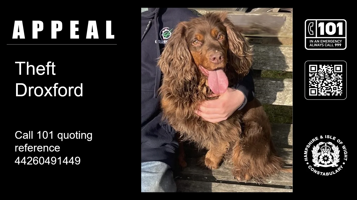 Lolly, the seven-year-old brown cocker spaniel who was inside the stolen trailer, in the police appeal image