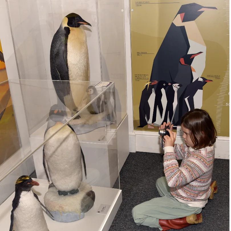 A child sitting on the floor photographing mounted penguins in a glass case, beside a wall graphic of Emperor Penguins